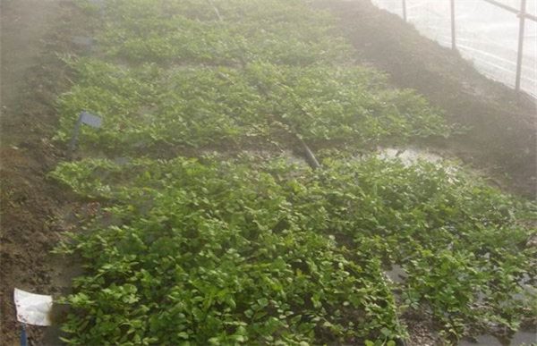 大棚夏季水芹种植技术