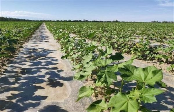 蔬菜蹲苗注意事项