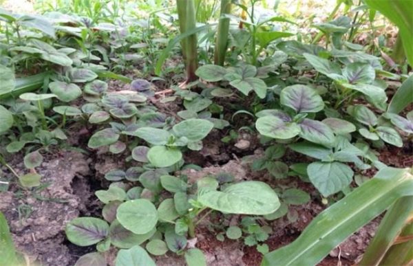 苋菜如何种植可高产