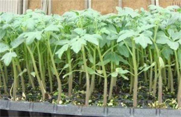 西红柿为什么不适宜多次分苗