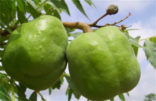 文冠果的常见病及防治