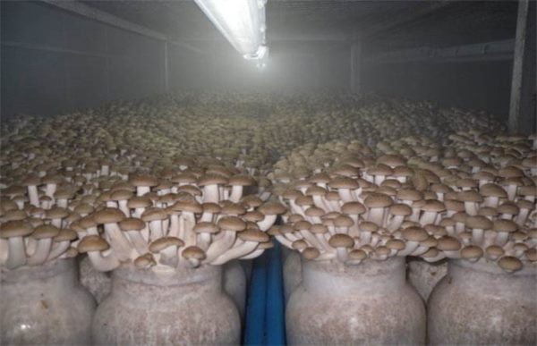 杏鲍菇出菇期管理要点