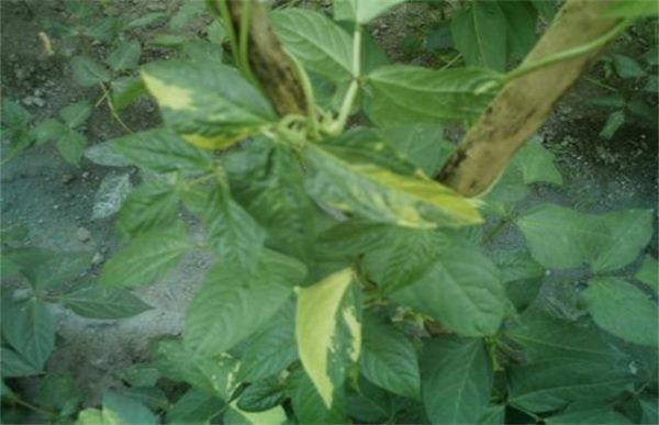 豆角黄叶原因及防治方法