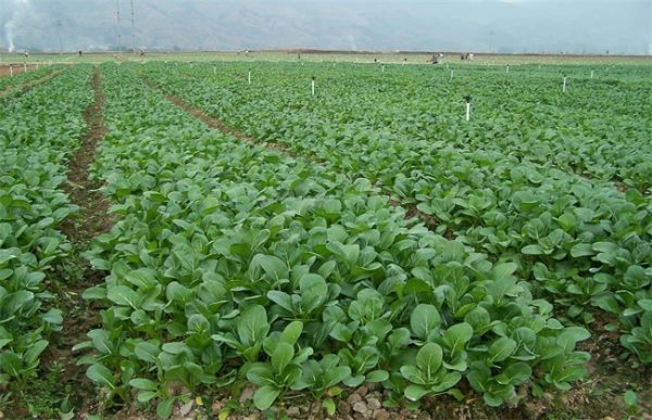 菜心种植注意事项