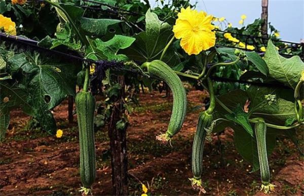 丝瓜缺素原因及预防措施