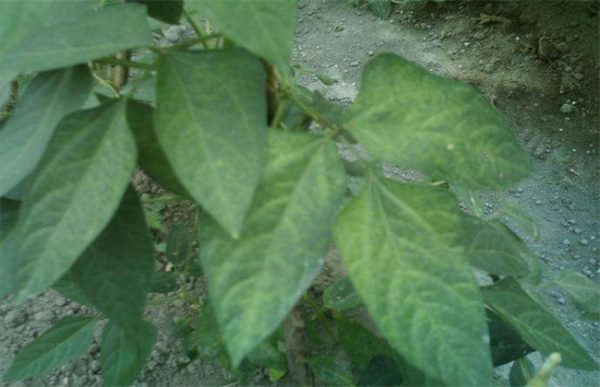 豆角黄叶原因及防治方法