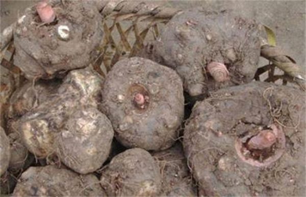 魔芋种子育苗技术