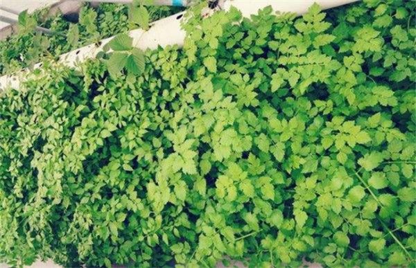 大棚夏季水芹种植技术