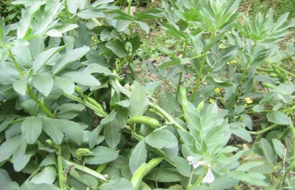 蚕豆种植的注意事项
