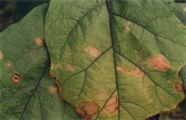 茄子卷叶怎么回事