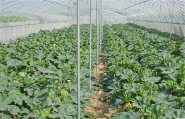 大棚蔬菜施肥误区