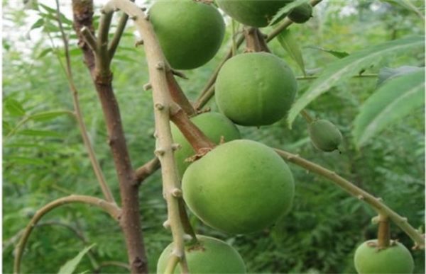 文冠果的常见病及防治