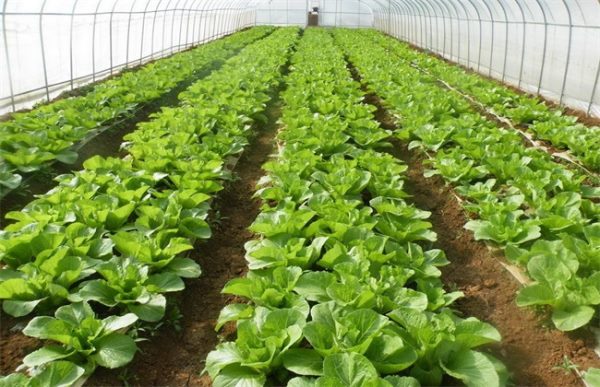 三月份蔬菜种植注意事项