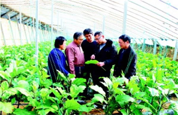 大棚蔬菜主要虫害的防治技术