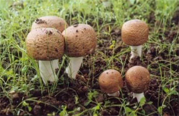 姬松茸该怎么种植