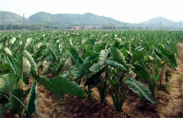 芋头怎么种高产