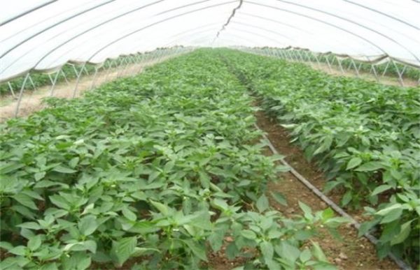 蔬菜蹲苗注意事项