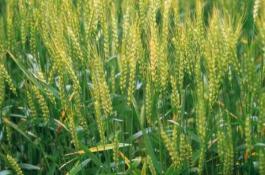 神良120天-花椰菜种子