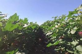 宽膜高垄脱毒早熟马铃薯两季栽培管理技术（3）