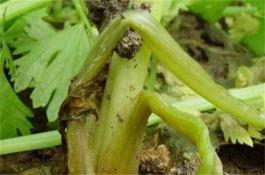苹果品种属性与贮藏特点