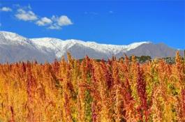 贮藏花椰菜的采前和采后处理