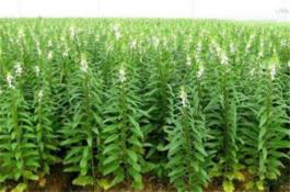 竹笋栽培技术肥水管理