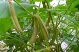 青花菜新品种绿宝