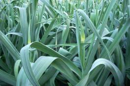 冬春季冬暖式栽培扁豆（下）