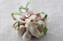 苹果果锈发生原因及防治措施