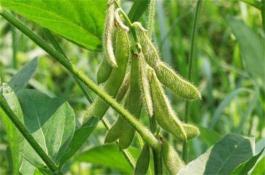 花椰菜主要病虫害的发生及防治技术