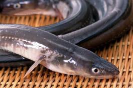 葡萄苗木的消毒处理