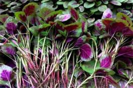 青花菜新品种：玛斯特