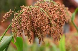 花椰菜栽培的关键技术