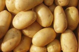 土豆种子价格及种植方法 土豆种子价格及种植方法