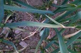 加工出口型洋葱高产栽培