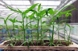 秋季怎样种洋葱