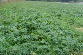 青花菜的生物学特性