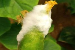 葡萄冬管抓重点