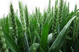 青花菜的栽培技术要点