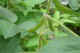 大豆花期管理要点 大豆花期管理要点