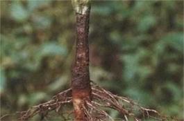 葡萄休眠有什么特点