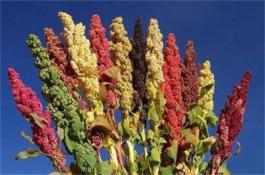 碧玉(B53)青花菜种子