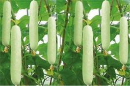 香葱、大蒜病虫害绿色防控技术