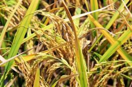 蒜黄冬季地洞栽培技术