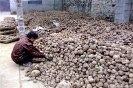 葡萄施钾效果好