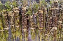 早春地膜黑毛豆栽培技术（下）