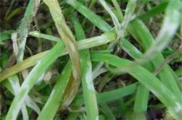 洋葱育苗中的猝倒病