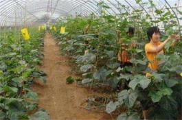 猪食马铃薯中毒的症状及治疗