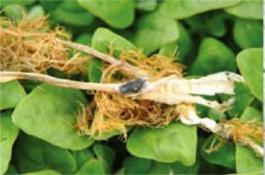 焉耆盆地洋葱霜霉病的发生及防治