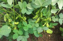 黑毛豆秋季栽培技术